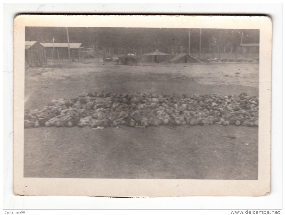 Militaria - Photo Originale - Camp De Concentration De  Dachau à La Libération - Format 9 X 6.5 Cm - Guerre, Militaire