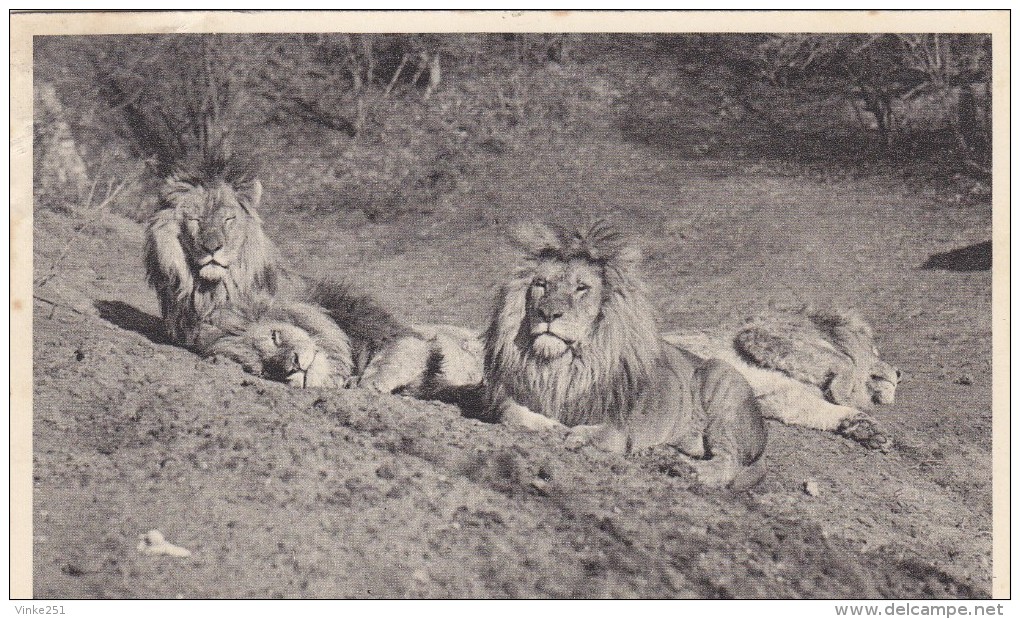 Animaux - Lions, Whipsnade DDnstable - Lions