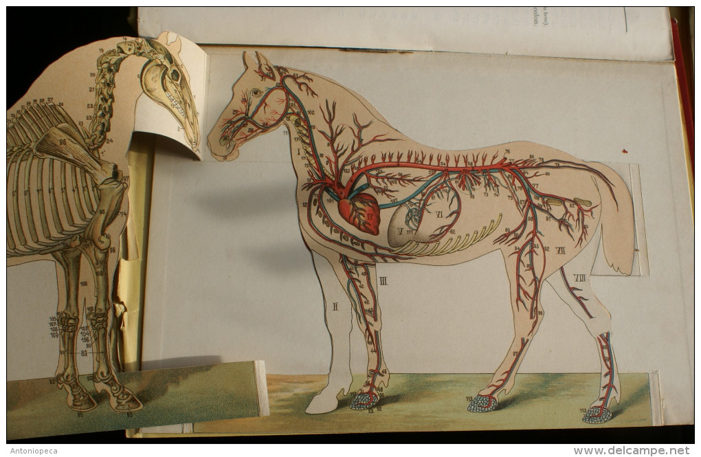 5 FASCICOLI NUOVA ENCICLOPEDIA AGRARIA ITALIANA - EDIZIONI UTET 1928