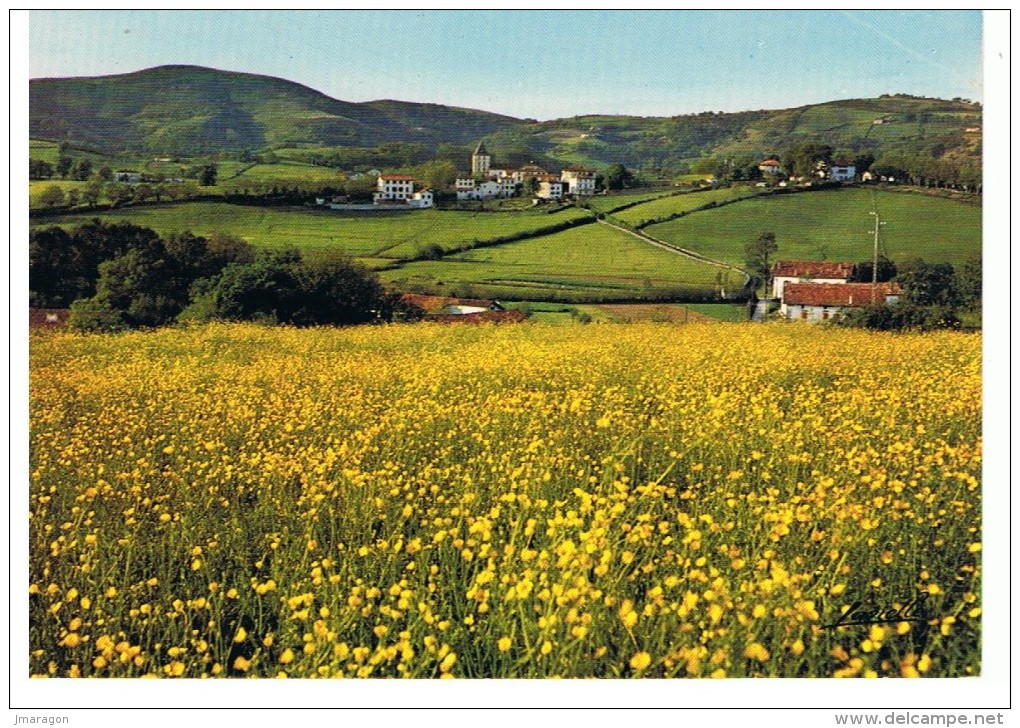 SARE - Champ De Boutons D´or Et Vue Générale - Sare