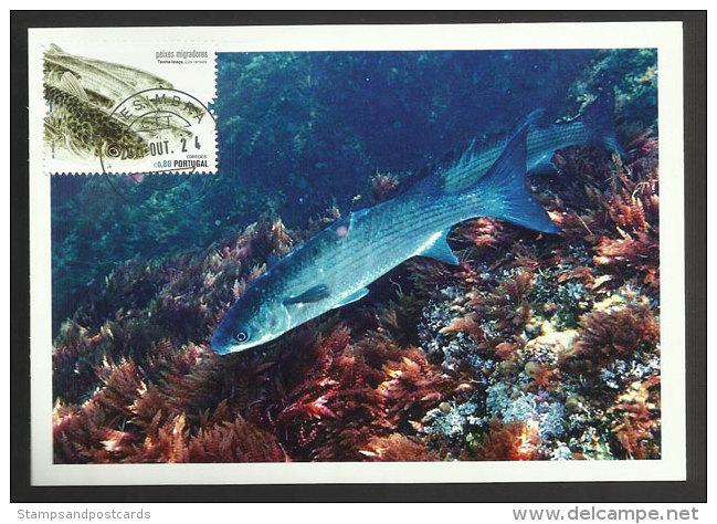 Portugal Poisson Mulet Porc Liza Ramada Carte Maximum 2011 Fish Thinlip Mullet Maxicard - Maximum Cards & Covers