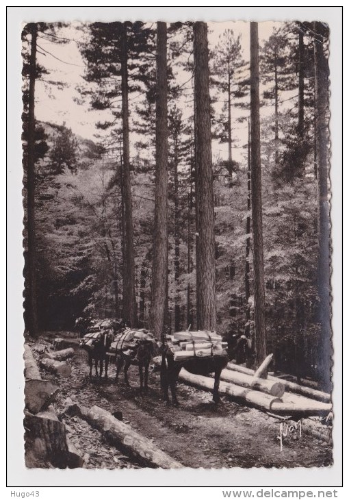 (RECTO / VERSO) FORET DE VIZZAVONA EN 1957 - CHEMIN DES PONTS - N° I.B. 275 - LEGER PLIS D' ANGLE EN HAUT A DROITE - Other & Unclassified