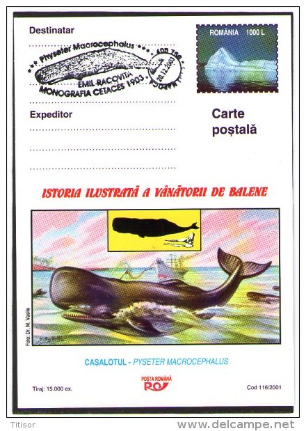 Whale 2 Cards. Turda 2004. - Ballenas