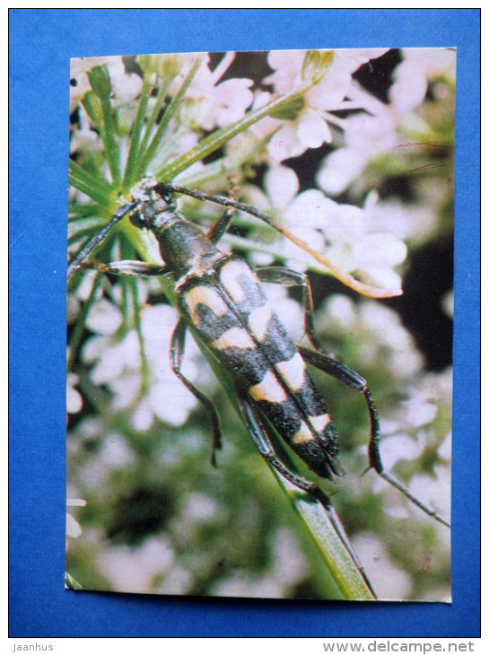 Strangalia Arcuata - Bug - Insects - 1980 - Russia USSR - Unused - Insects