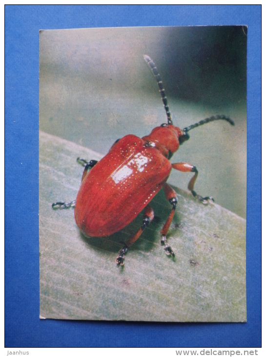 Shining Leaf Beetle - Lilioceris Merdigera - Beetle - Insects - 1980 - Russia USSR - Unused - Insects
