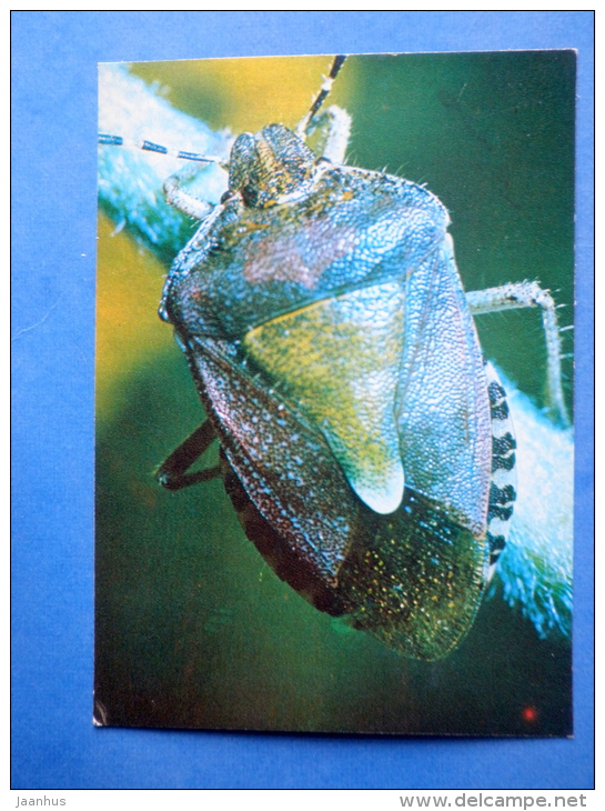 Sloe Bug - Dolycoris Baccarum - Bug - Insects - 1980 - Russia USSR - Unused - Insectos