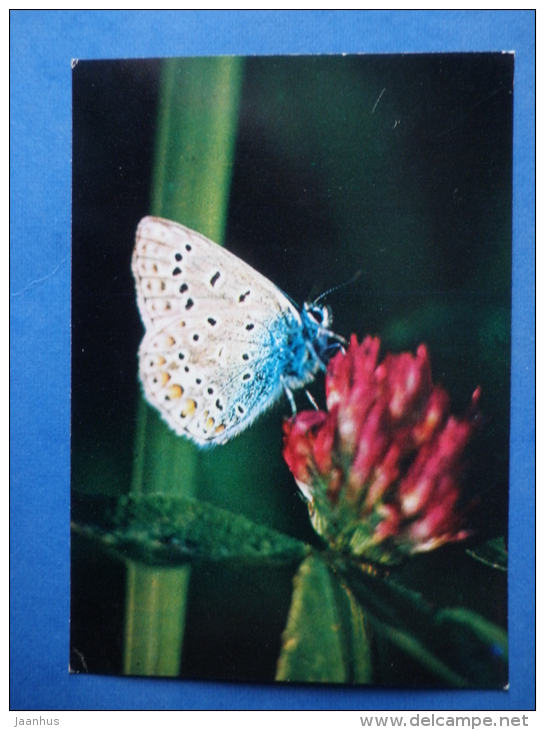 Common Blue - Polyommatus Icarus - Butterfly - Insects - 1980 - Russia USSR - Unused - Insectes