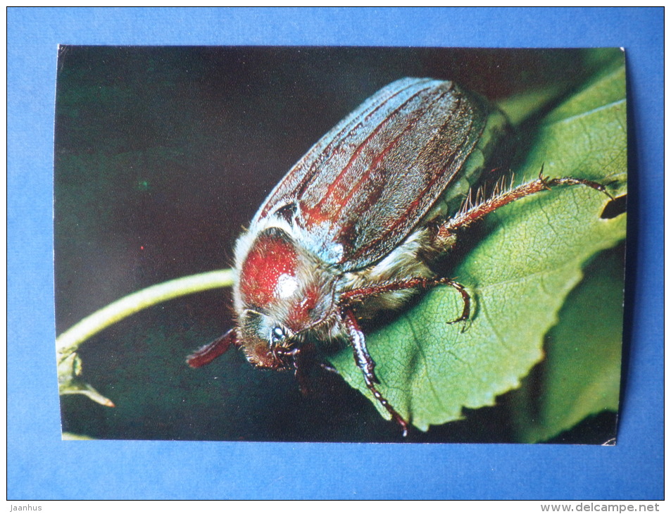 Common Cockchafer - Melolontha Hippocastani - Beetle - Insects - 1980 - Russia USSR - Unused - Insectos