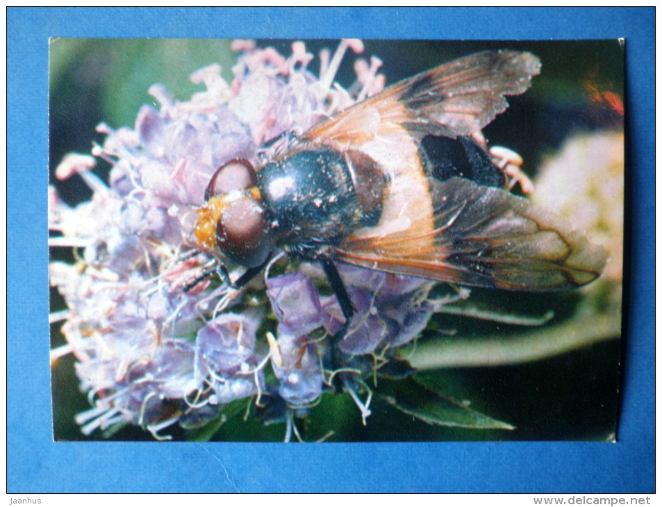 Volucella Pellucens - Hoverfly - Insects - 1980 - Russia USSR - Unused - Insects