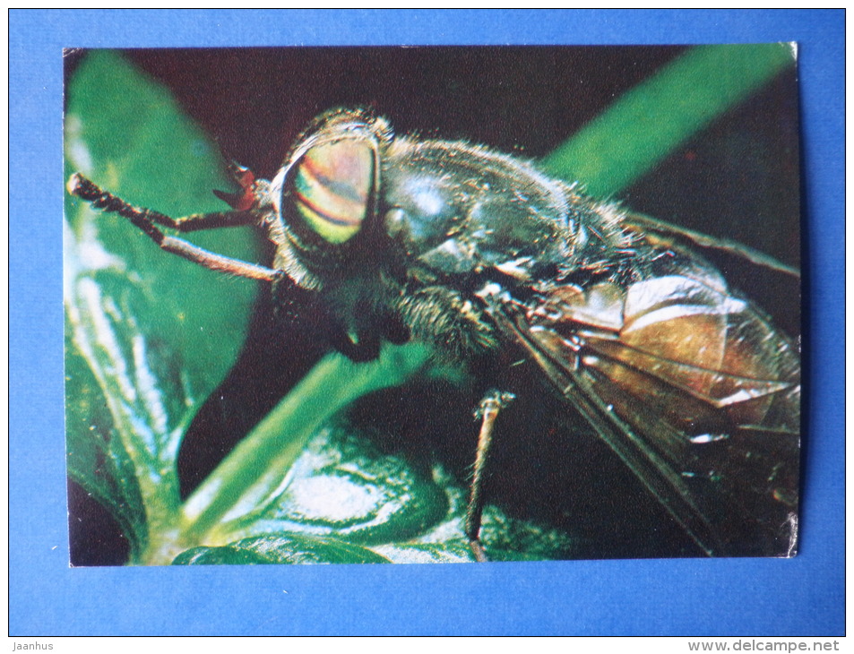 Horse Fly - Hybomitra Sp - Fly - Insects - 1980 - Russia USSR - Unused - Insectes