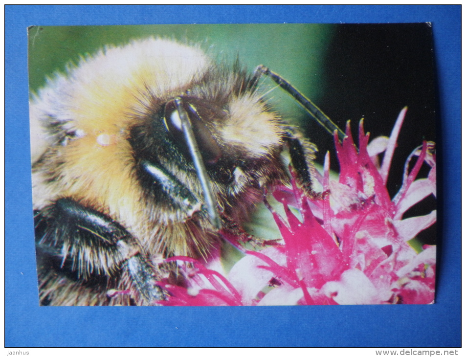 Bumblebee - Bombus Sp - Insects - 1980 - Russia USSR - Unused - Insects