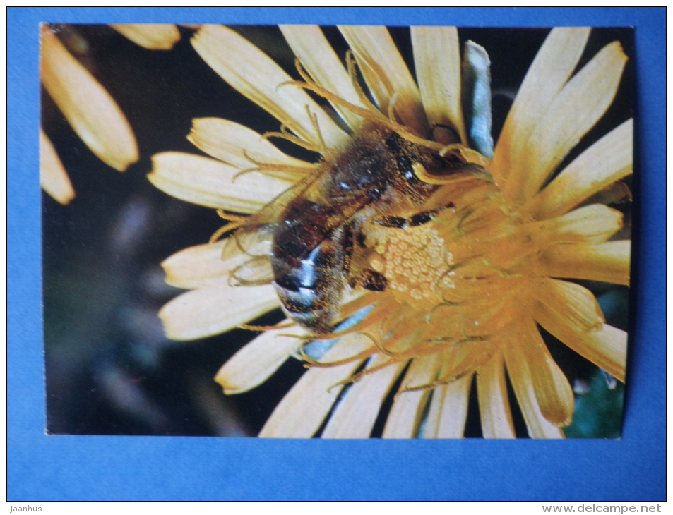 Western Honey Bee - Apis Mellifera - Insects - 1980 - Russia USSR - Unused - Insectes