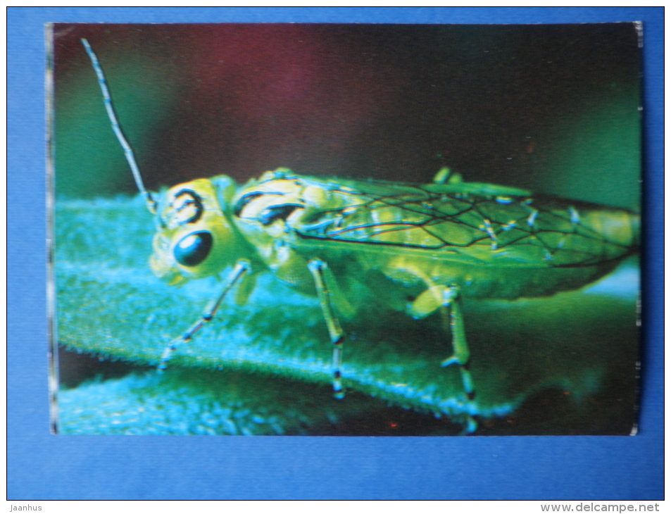 Sawfly - Rhogogaster Sp - Insects - 1980 - Russia USSR - Unused - Insetti