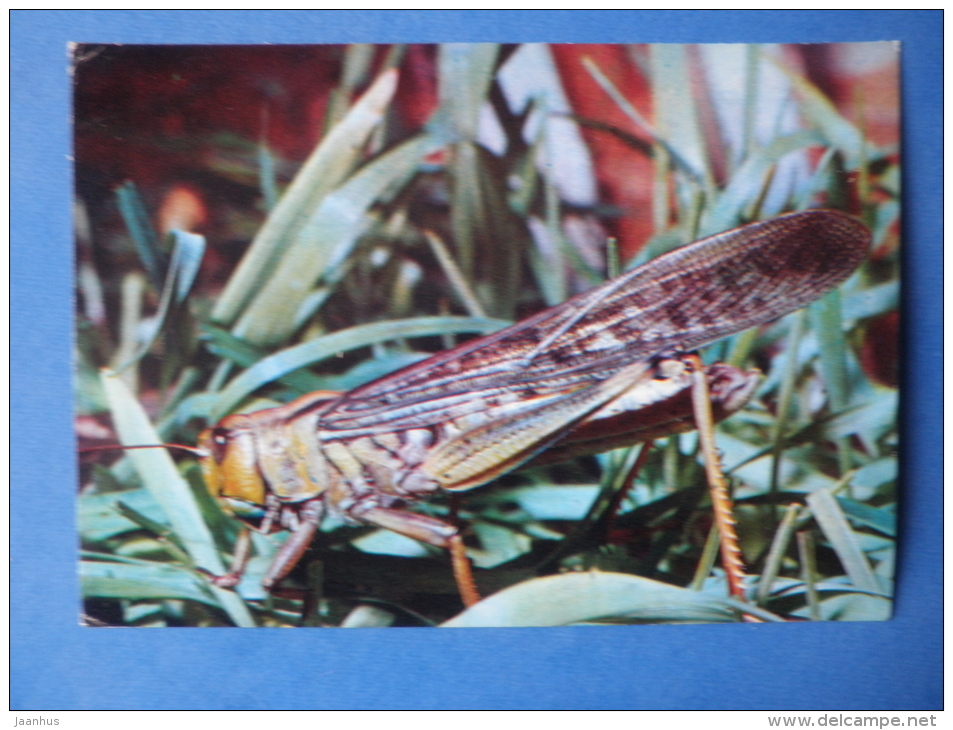 Migratory Locust - Locusta Migratoria - Insects - 1980 - Russia USSR - Unused - Insectos