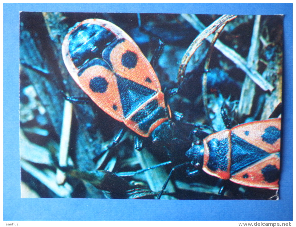 Firebug - Pyrrhocoris Apterus - Bug - Insects - 1980 - Russia USSR - Unused - Insectos