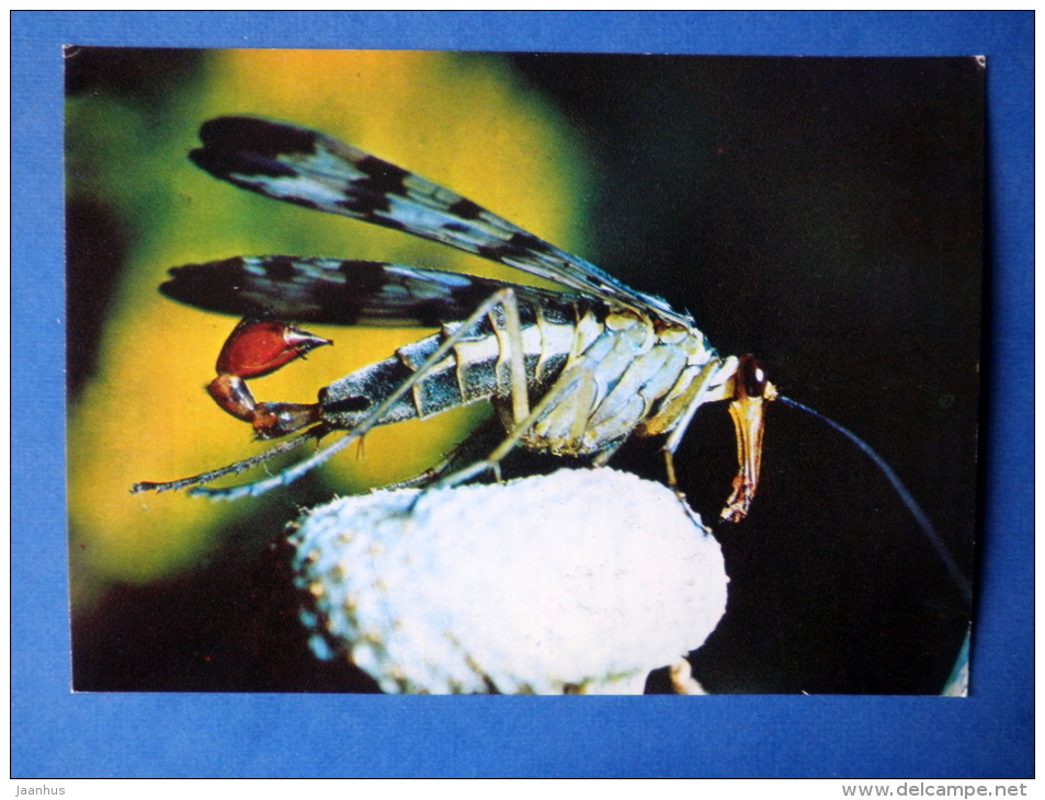 Common Scorpionfly - Panorpa Communis - Insects - 1980 - Russia USSR - Unused - Insectes