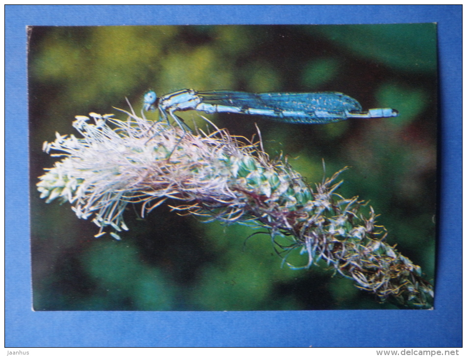 Common Blue Damselfly - Enallagma Cyathigerum - Insects - 1980 - Russia USSR - Unused - Insectes