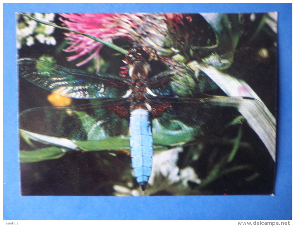 Broad-bodied Chaser - Libellula Depressa - Insects - 1980 - Russia USSR - Unused - Insetti