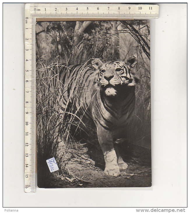 PO4131C# ANIMALI FEROCI - TIGRE   No VG - Tiger