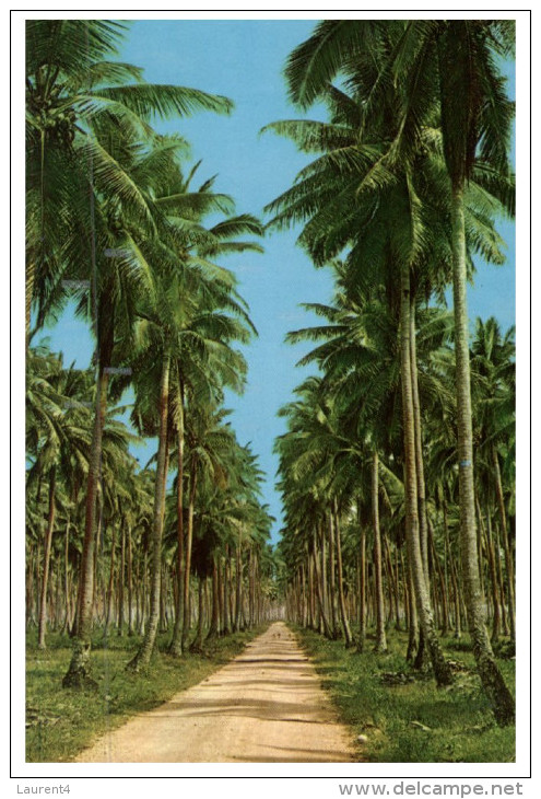 (PH 10) Samoa - Copra Plantation - Samoa