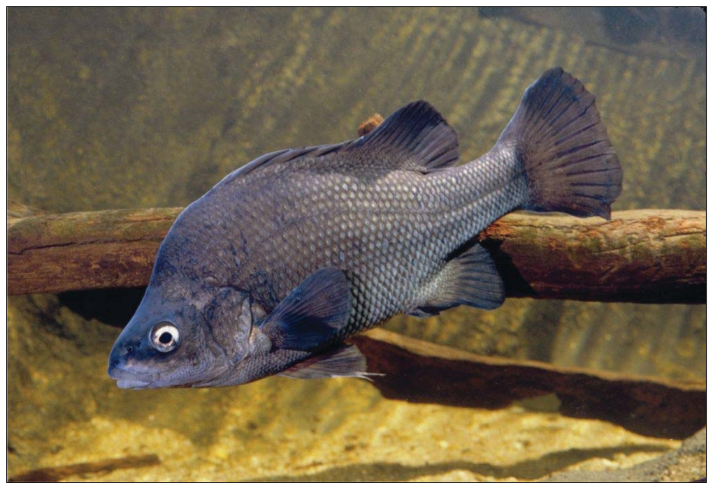 Carte Postale,poissons, Abercrombie River National Park Australia, Macquaria Australasica, Macquarie Perch - Poissons Et Crustacés