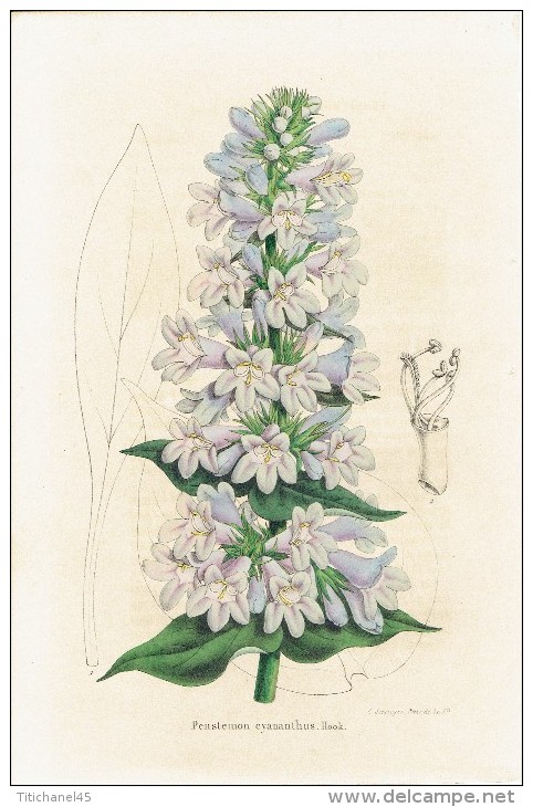 CHROMOLITHOGRAPHIE G. SEVEREYNS  - Penstemon Cyananthus. Hook - Lithographies