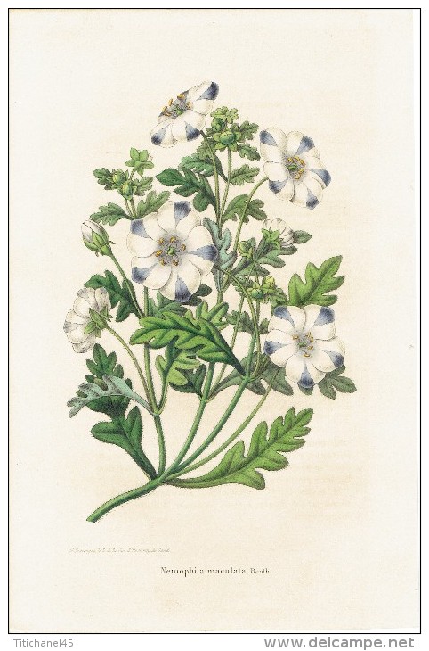 CHROMOLITHOGRAPHIE G. SEVEREYNS  - Nemophila Maculata. Benth. (Lihographie De La Société Royale D´Horticulture De Gand) - Lithographies