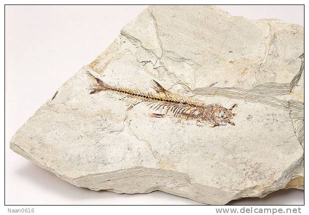 Fossils   ,   Postal Stationery -Articles Postaux -Postsache F (A74-35) - Fossielen