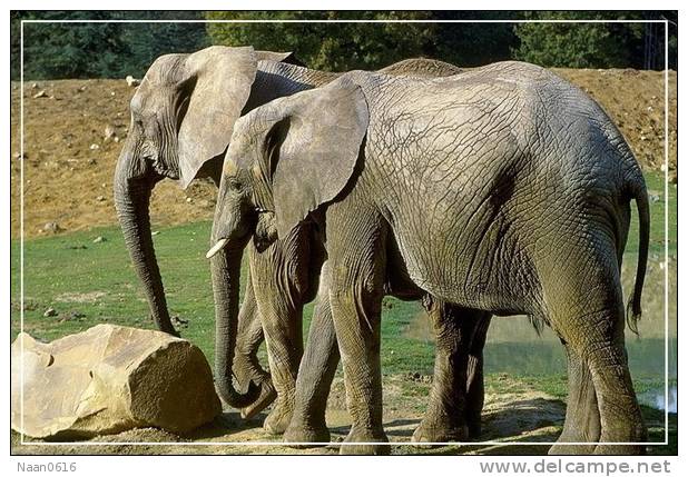 Elephant Eléphant Elefanten , Postal Stationery -- Articles Postaux -- Postsache F   (A24-043) - Olifanten