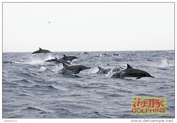(N51-060  )   Dolphins Delfine Dauphin Dolfienen , Postal Stationery-Entier Postal-Ganzsache-Postwaar Destuk - Dolphins