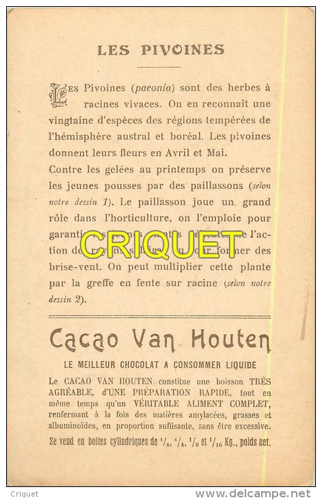 Grande Chromo Van Houten, Pivoine,  Scan Recto Verso, Pas Très Courante - Van Houten
