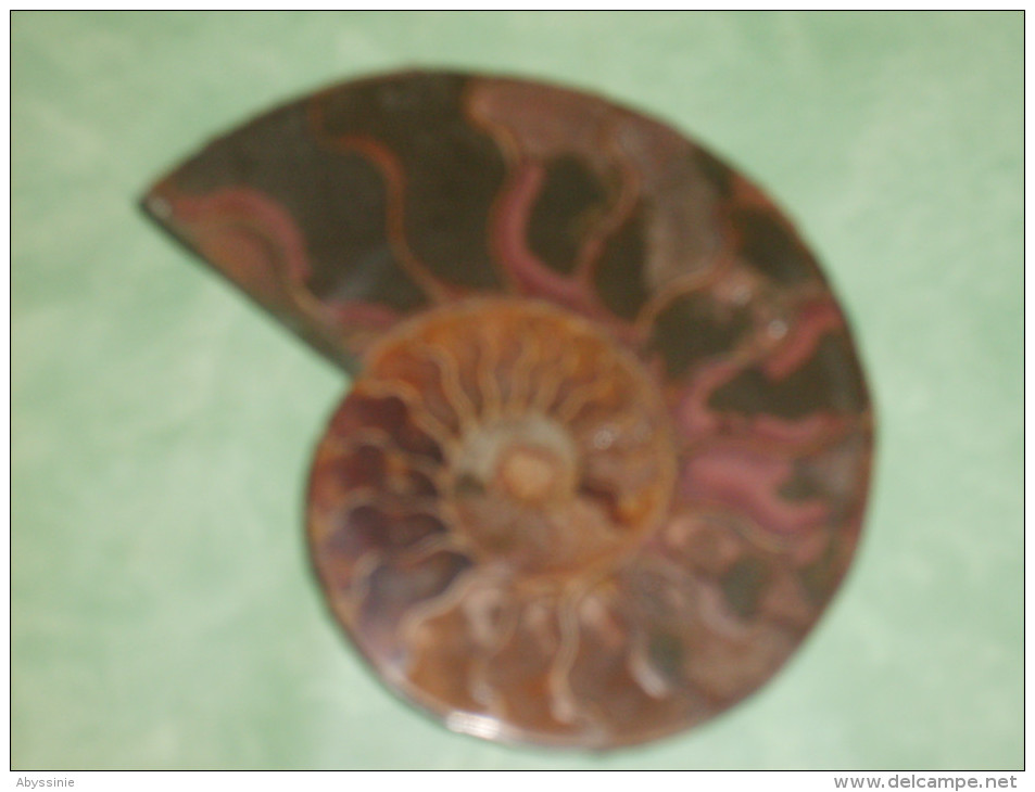 D20 - MADAGASCAR - AMMONITE -  Fossile Coupé Par La Moitié  Provenant De MAHAJANGA - 11 Cm X 9 Cm - Fósiles