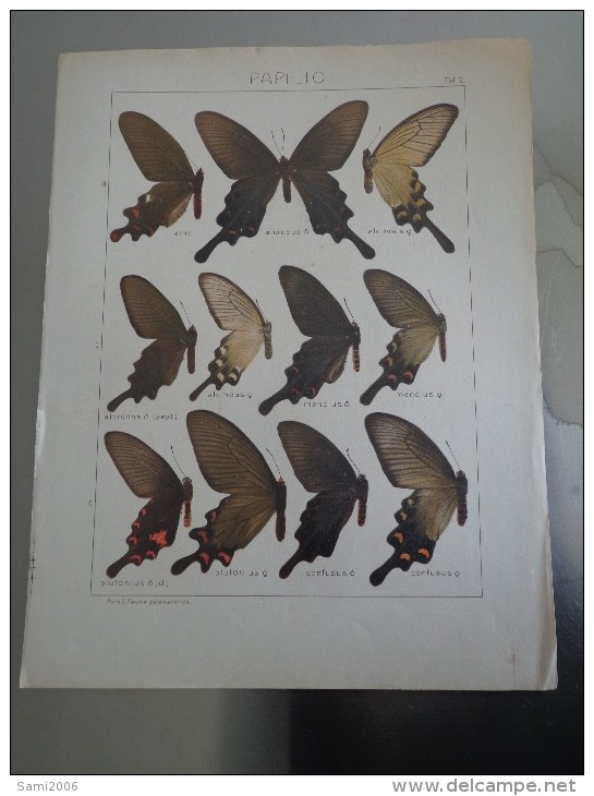 PLANCHE PAPILLON ENTOMOLOGIQUE FAUNA PALAEARCTICA - Autres & Non Classés