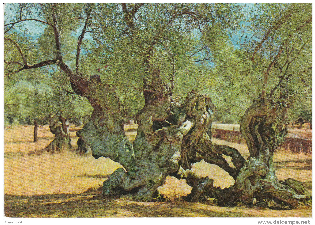 España--Mallorca--1968--Olivos Milenarios-- - Arbres