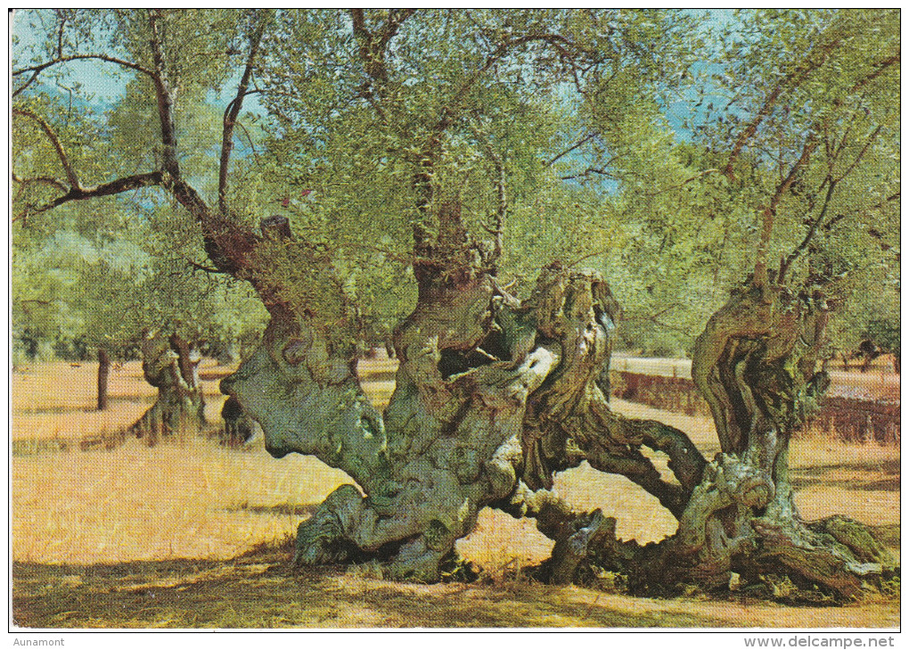 España--Mallorca--1968--Olivos Milenarios-- - Árboles