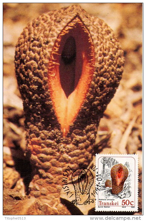 TRANSKEI. N°266 De 1991 Sur Carte Maximum. Plante Parasite. - Plantes Toxiques