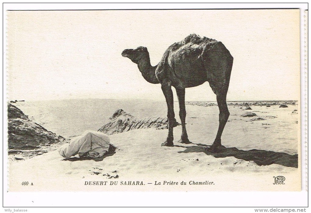 "Désert Du Sahara - La Prière Du Chamelier" - Sahara Occidental