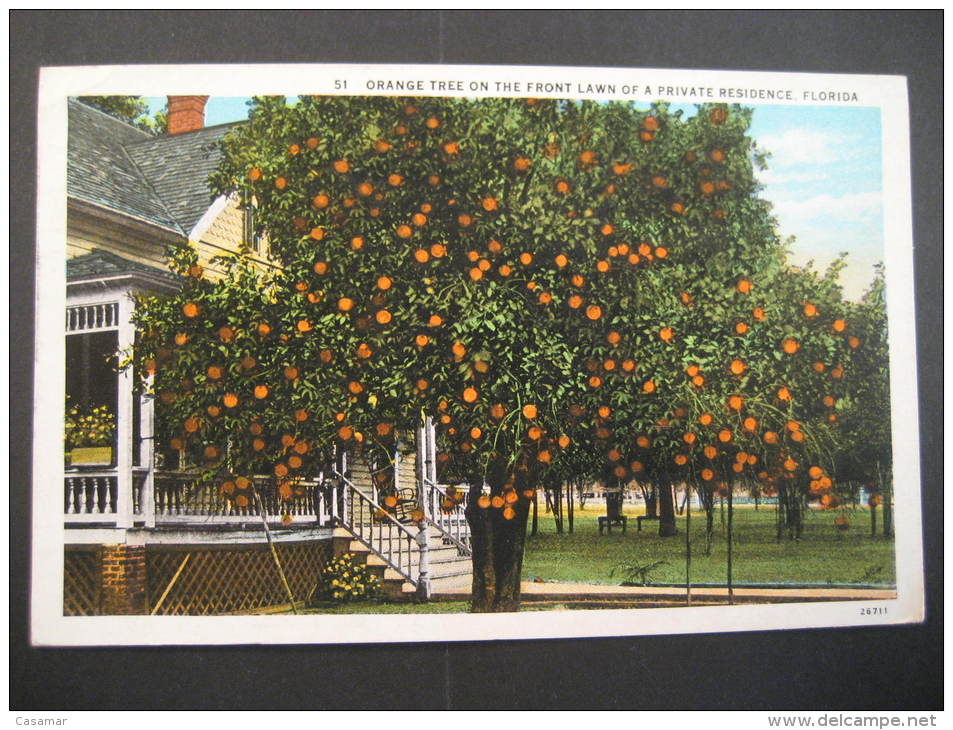 Orange Tree Florida Saint Petersburg 1931 To Orillia Ontario Canada USA Post Card - St Petersburg