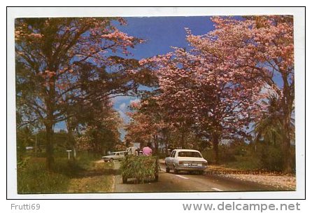 TRINIDAD & TOBAGO - AK 193632 Poui Trees In Season Offer ... On Many Trinidad Roads - Trinidad