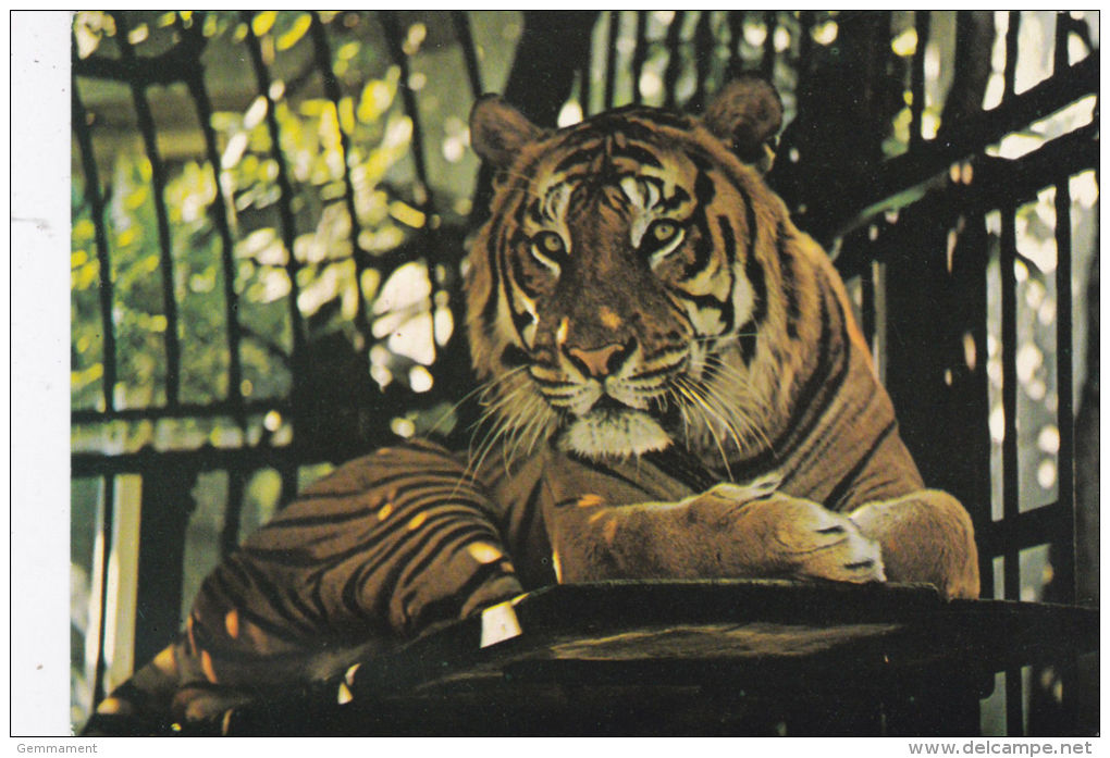 BRISTOL ZOO - TIGER - Tigers