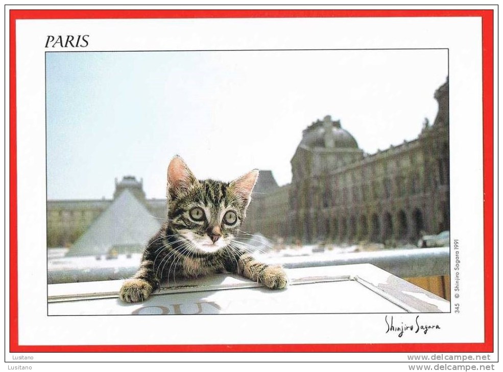 Paris - Chat Chaton Cat - Photographer Shinjiro Sagara ( 2 Scans ) France - Chats