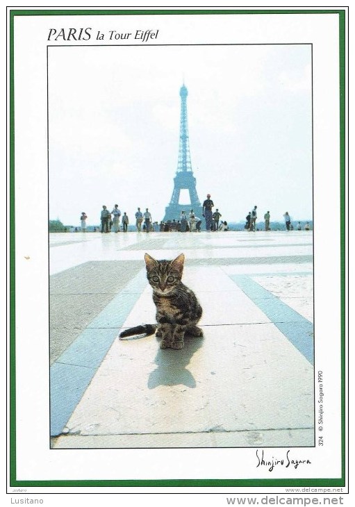 Paris - Chat Chaton Cat Cats Chats ( 2 Scans) - Chats