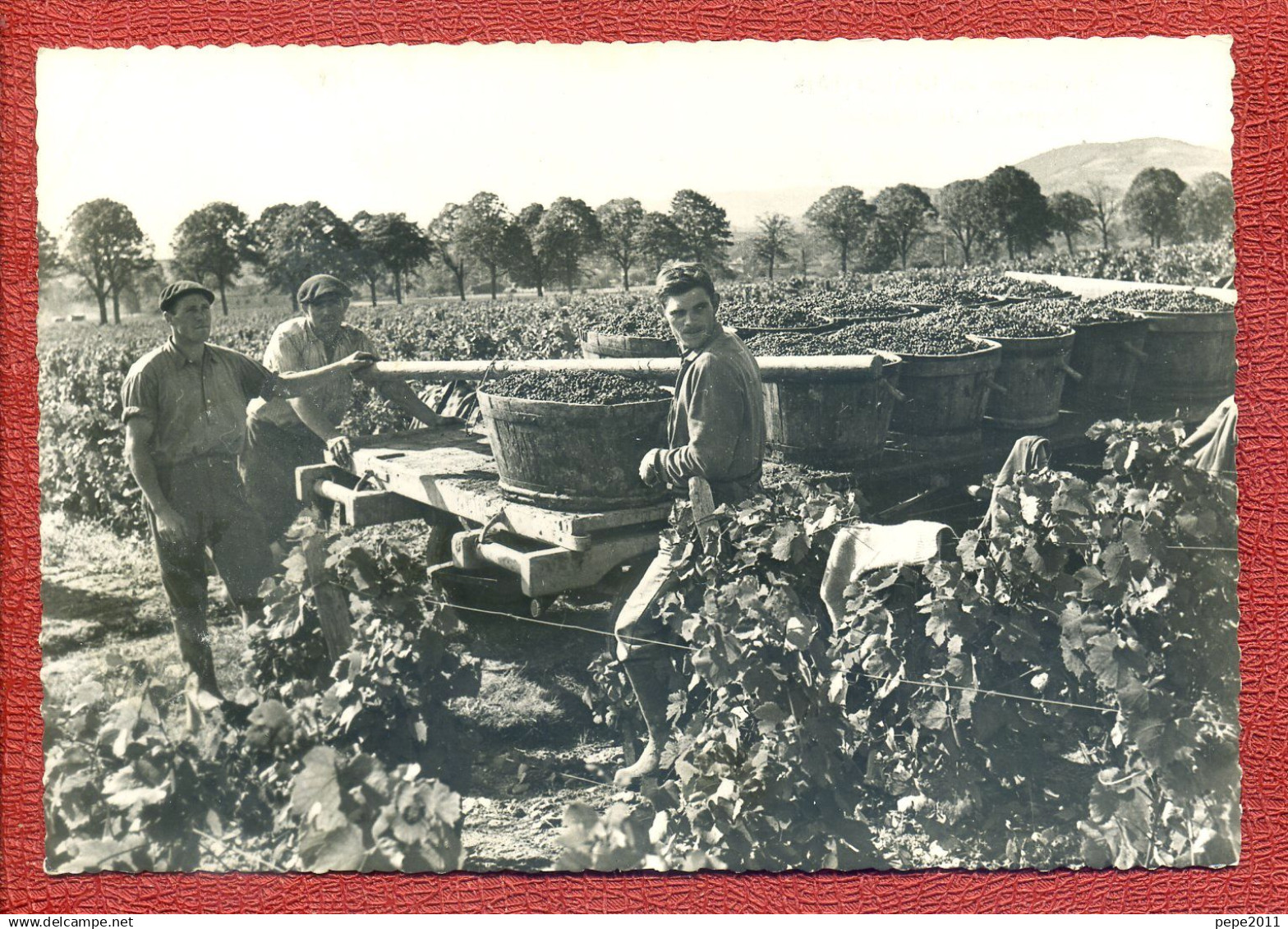 CPA  : Vendanges En Beaujolais : Chargement Des Bennes : Vendangeurs , Vignes ... - Vignes