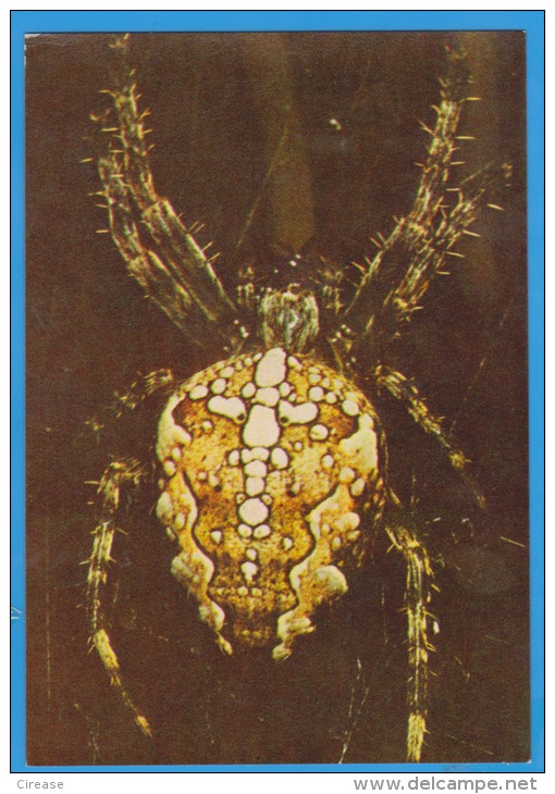 POSTCARD INSECTS, SPIDER, ARANEUS DIADEMATUS UNUSED - Insects