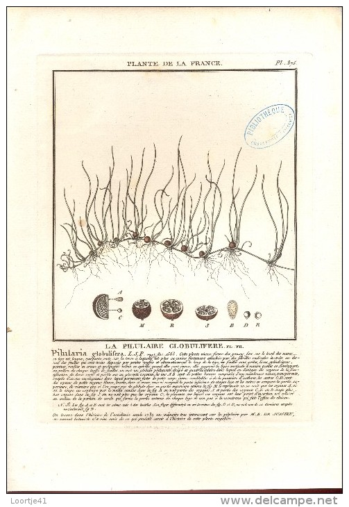 Gravure Ets - Plante De La France - La Pilulaire Globulifere -  1780 - Estampes & Gravures