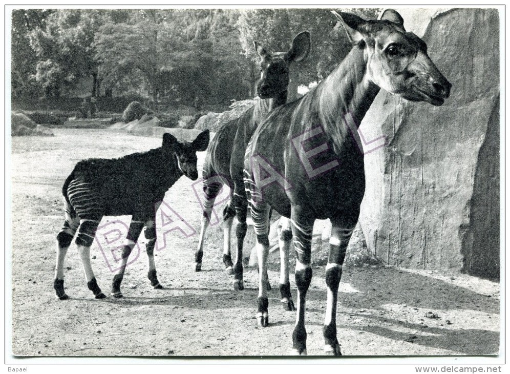 Parc Zoologique De Paris - Famille D´Okapis (Okapia Johnstoni) (Sciater) (Congo Belge) - Autres & Non Classés