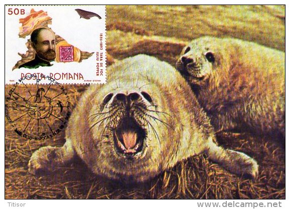 Polar Fauna Maxicard.  Cluj 1990. - Antarktischen Tierwelt