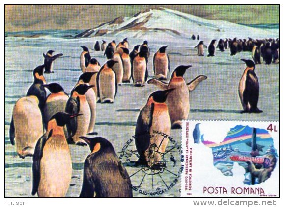 Polar Fauna Maxicard.  Cluj 1990. - Antarctic Wildlife