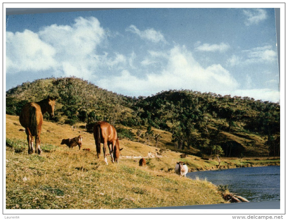 (PH 14) Horses - Chevaux - Posted From French Caledonia To Australia - New Caledonia