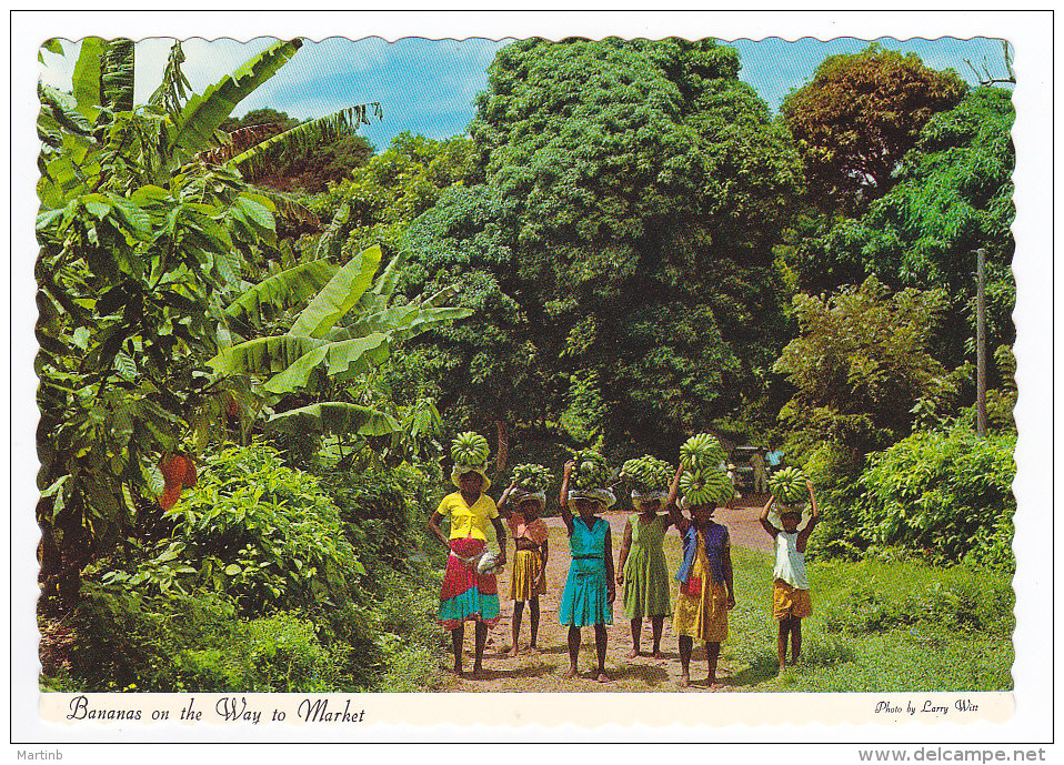 ANTIGUA  Bananas On The Way To Market - Antigua & Barbuda